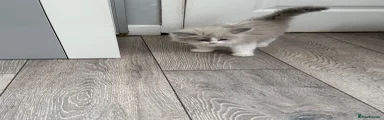 Ragdoll 1