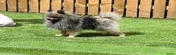Pomeranian dogs for stud: Stormzy stud only  - Advert 7
