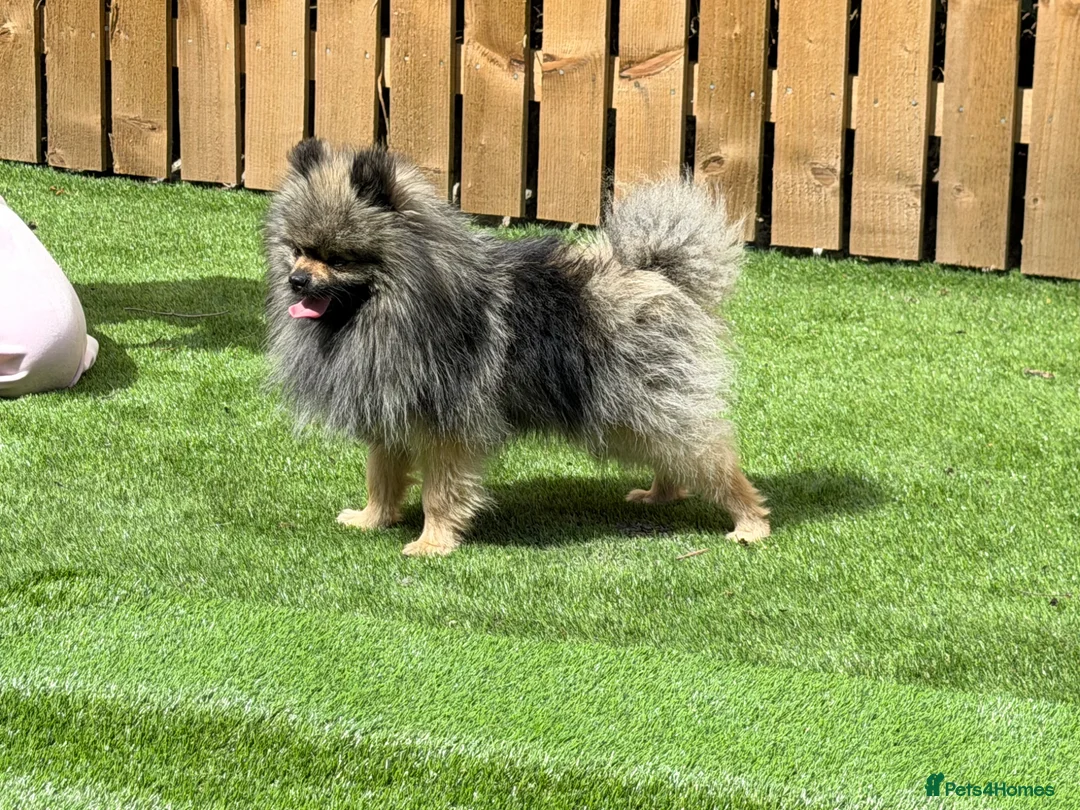 Pomeranian dogs for stud: Stormzy stud only  - Advert 7