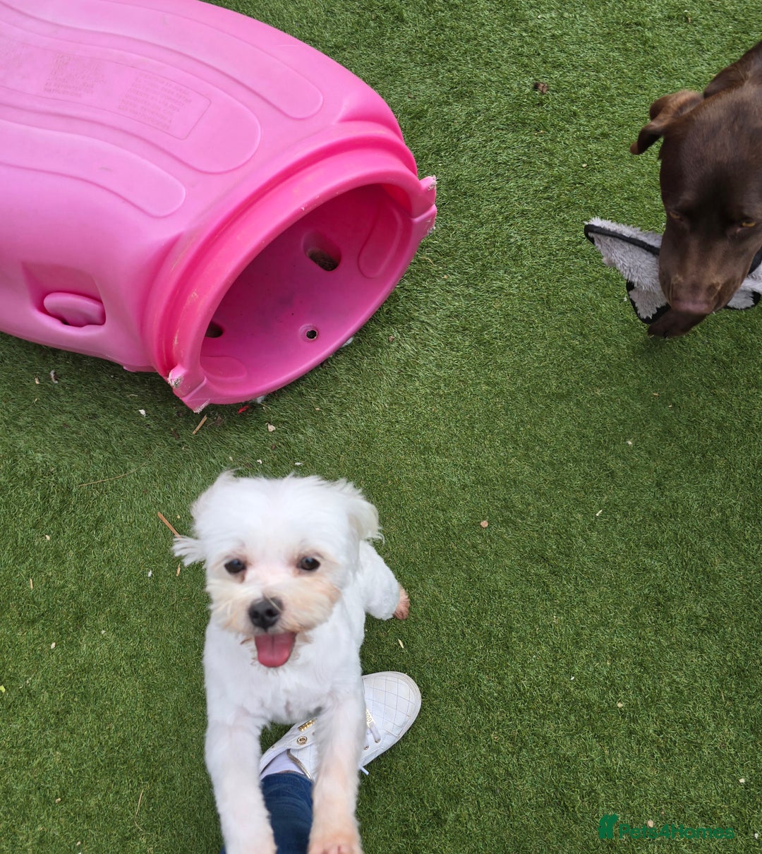 Maltese dogs for stud: Maltese kc health tested boy for Stud  - Image 12