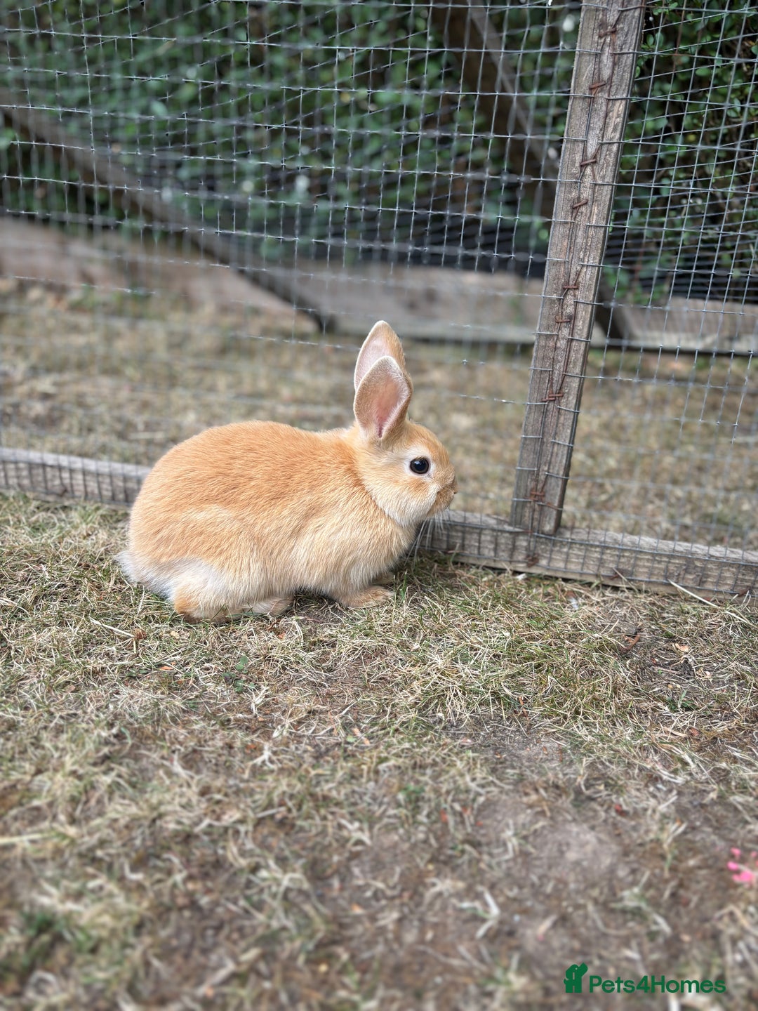 Mini Lop rabbits for sale: Mini Lop x Netherland babies Rabbits – Ready Now! - Image 7