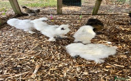 Chickens poultry for sale: Silkie Cockerel  - Image 3