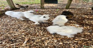 Chickens poultry - Advert 6