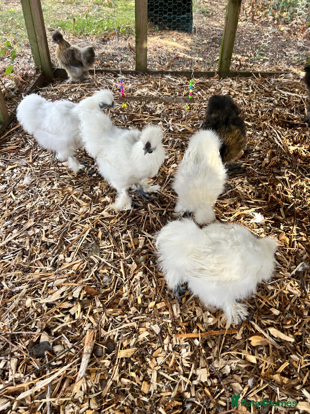 Chickens poultry for sale: Silkie Cockerel  - Image 3