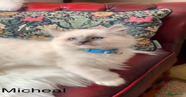 Ragdoll cats - Advert 12