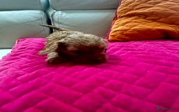 Cavapoo dogs for sale: Black and solid Red Cavapoo therapy pups for sale  - Image 14