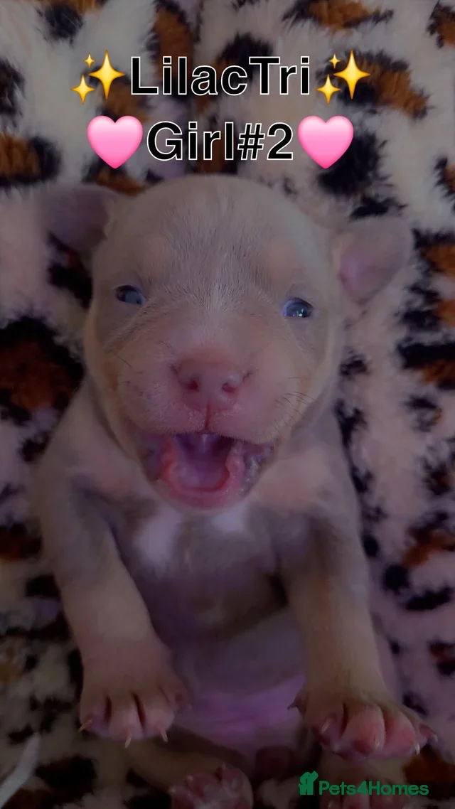 American Bully dogs for sale: ✨️💖American Bully (pocket) Puppies💖✨️ - Advert 7