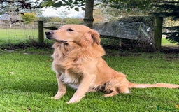 Golden Retriever dogs for stud: Golden Retriever Stud Dog Dual Purpose  - Image 2