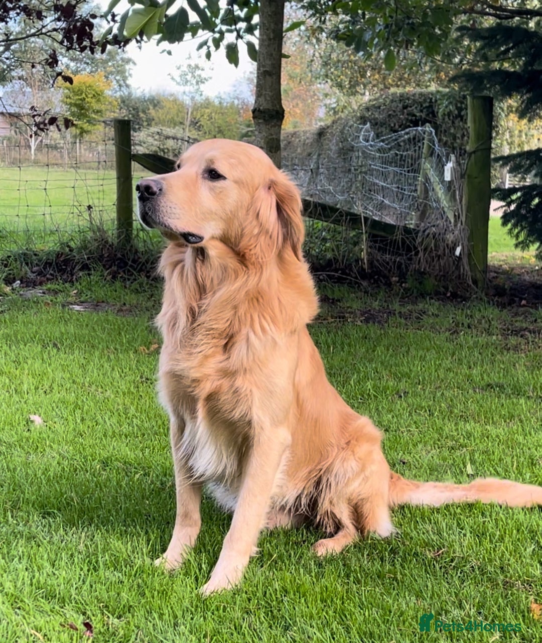 Golden Retriever dogs for stud: Golden Retriever Stud Dog Dual Purpose  - Image 2