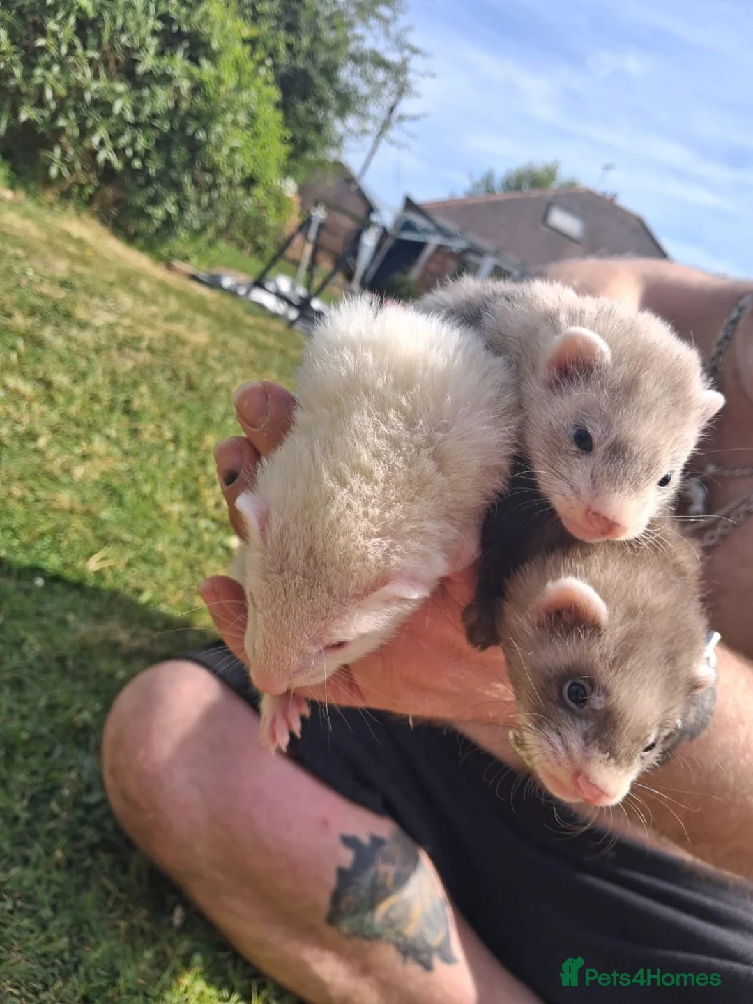 Ferret rodents for sale: Ferrets for sale - Advert 2