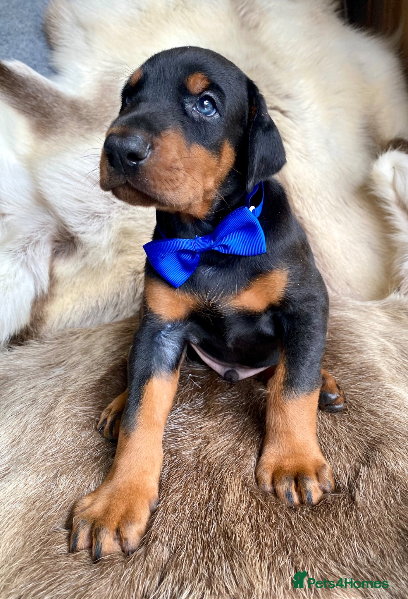 Dobermann dogs for sale: *KC REGISTERED* HEALTH TESTED DOBERMAN PUPPIES - Advert 10