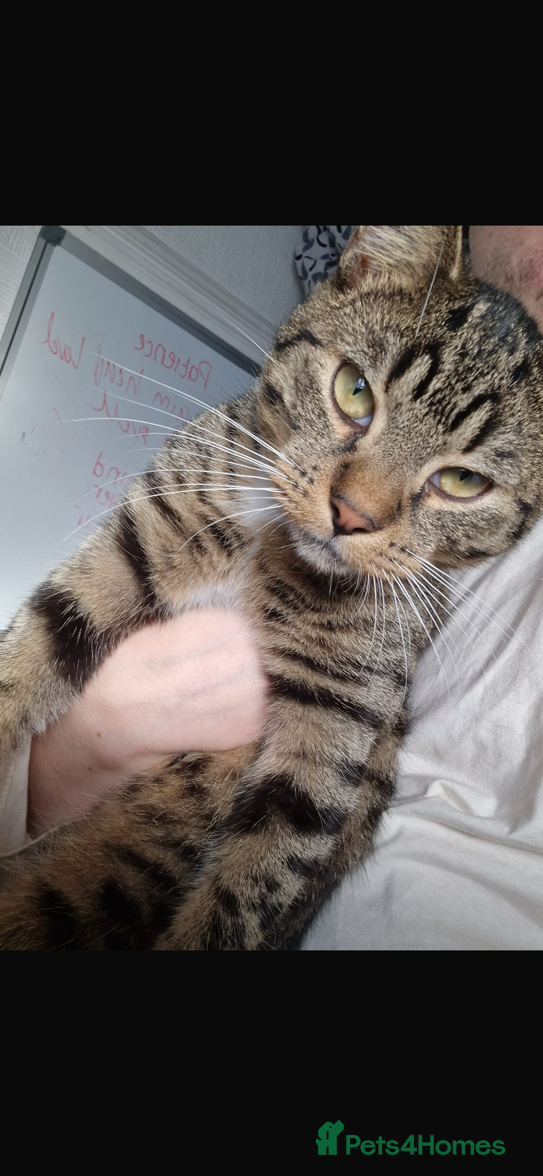 American Shorthair cats for sale: loving male cat , please read description - Advert 3