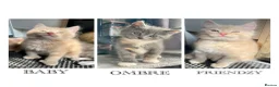 Mixed Breed cats for sale: 3/4 Maine Coon Polydactyl Kittens - Advert 1