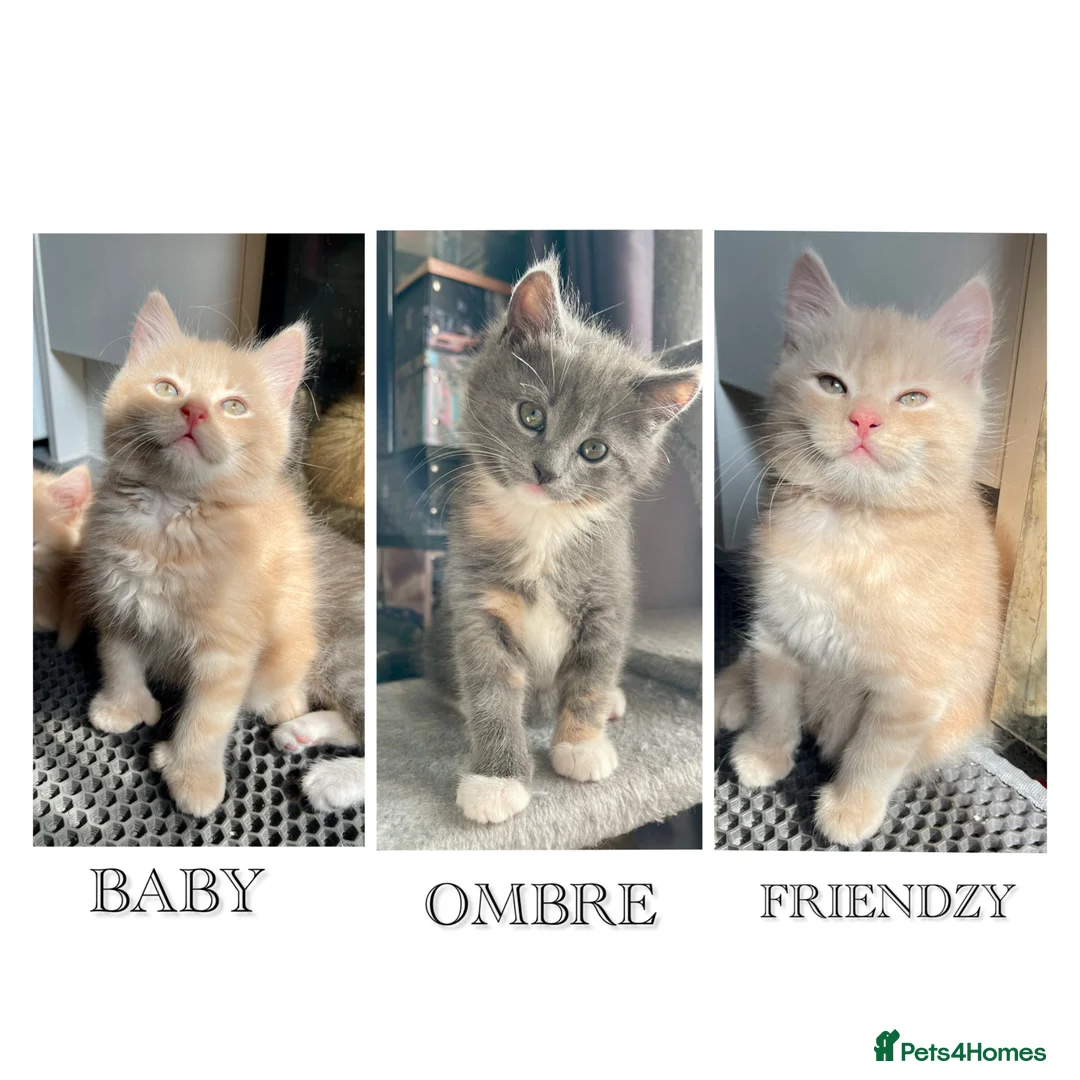 Mixed Breed cats for sale: 3/4 Maine Coon Polydactyl Kittens - Advert 1