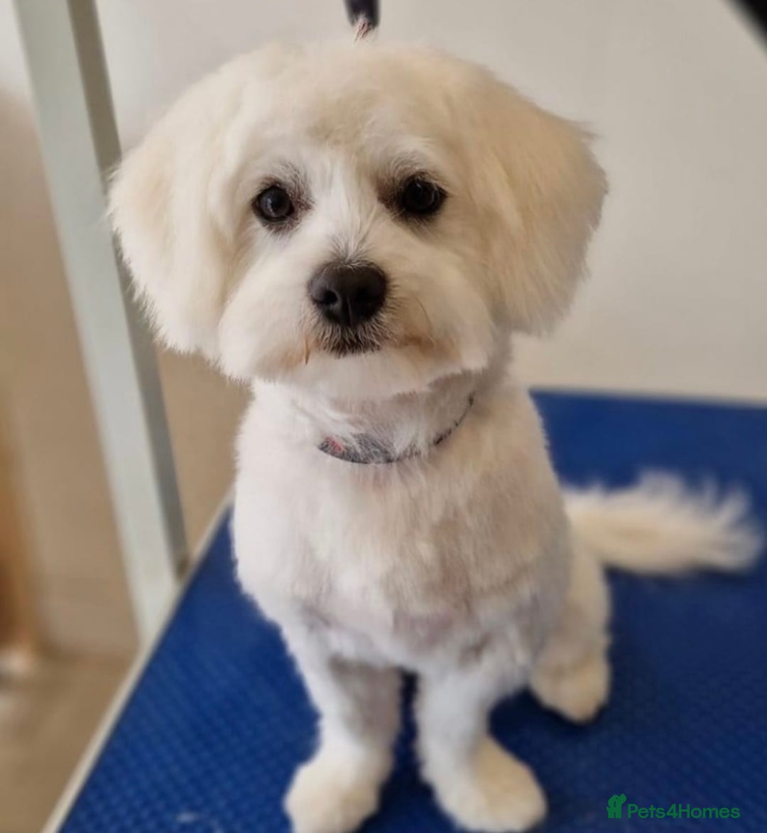 Mixed Breed dogs for sale: Toby  - Image 6