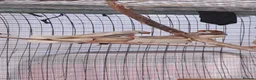 Finches birds for sale: Finches - Advert 3