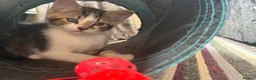 Mixed Breed cats for sale: Bonded pair of Tabby Kittens, Sulley and Boo. - Advert 15