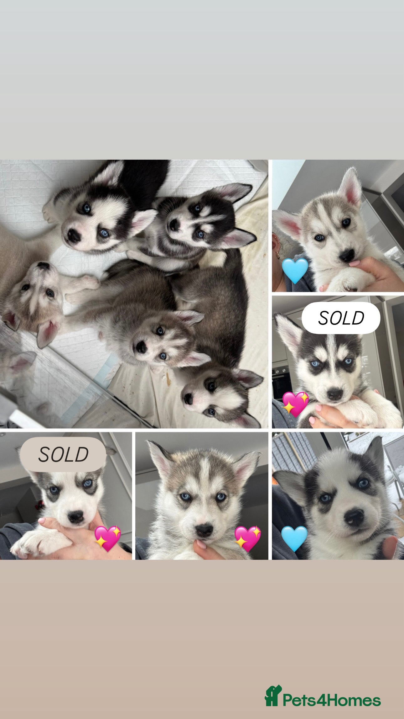 Siberian Husky dogs KC REGISTERED SIBERIAN HUSKYS MOM/DAD CAN BE SEEN - Advert 8