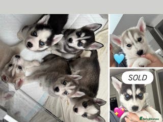 Siberian Husky dogs KC REGISTERED SIBERIAN HUSKYS MOM/DAD CAN BE SEEN - Advert 8