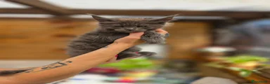 Maine Coon 3