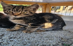 Mixed Breed cats for sale:  🐾 Adorable Kittens Ready for Loving Homes 🐾 - Image 15