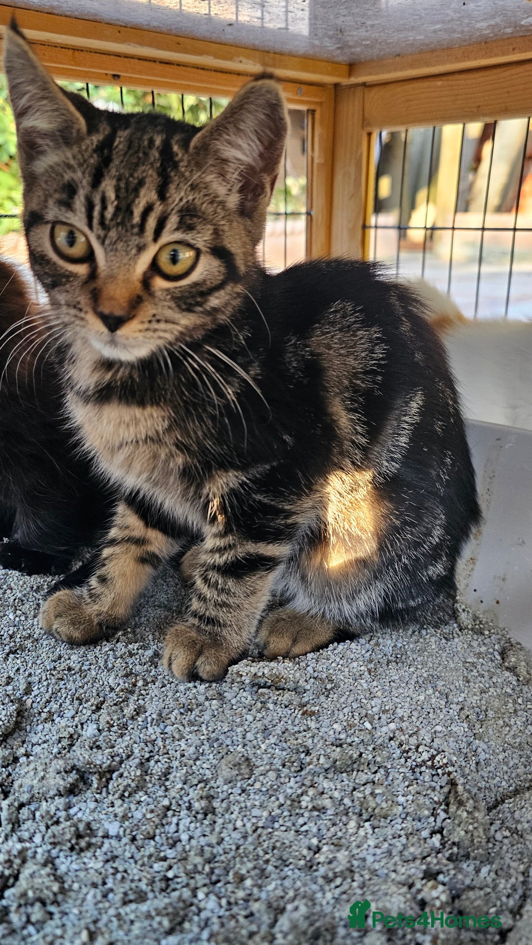 Mixed Breed cats for sale:  🐾 Adorable Kittens Ready for Loving Homes 🐾 - Image 15