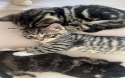 Mixed Breed cats for sale: Mixed Ragdoll / Tabby Adorable Kittens  - Image 26
