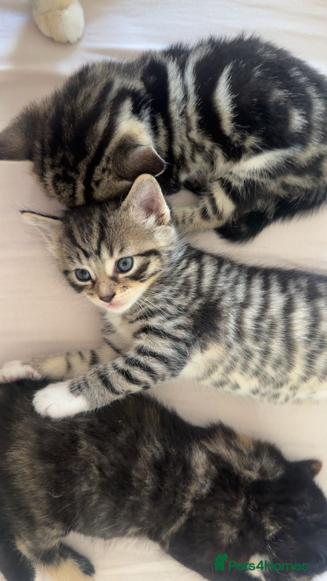 Mixed Breed cats for sale: Mixed Ragdoll / Tabby Adorable Kittens  - Image 26