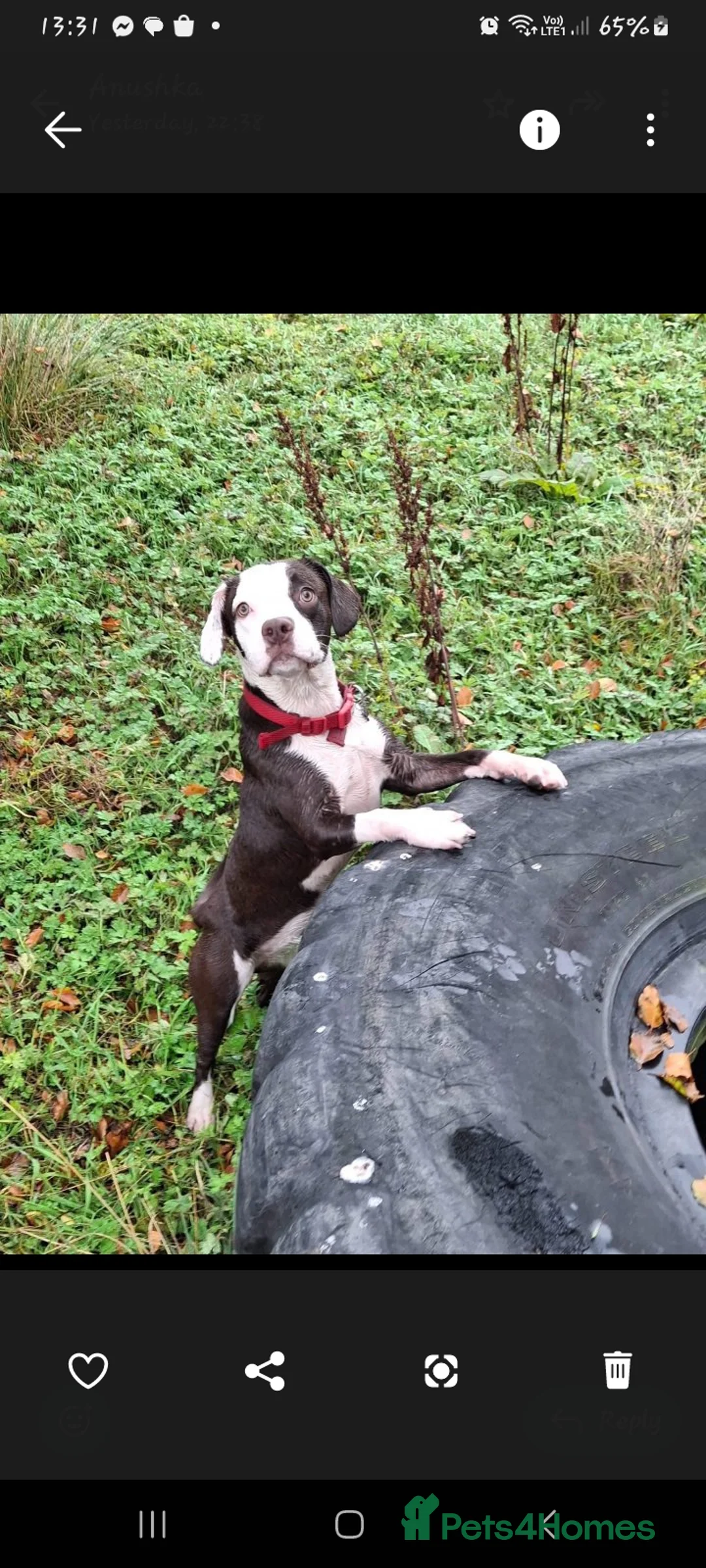 Mixed Breed dogs for sale: Stella  - Advert 2