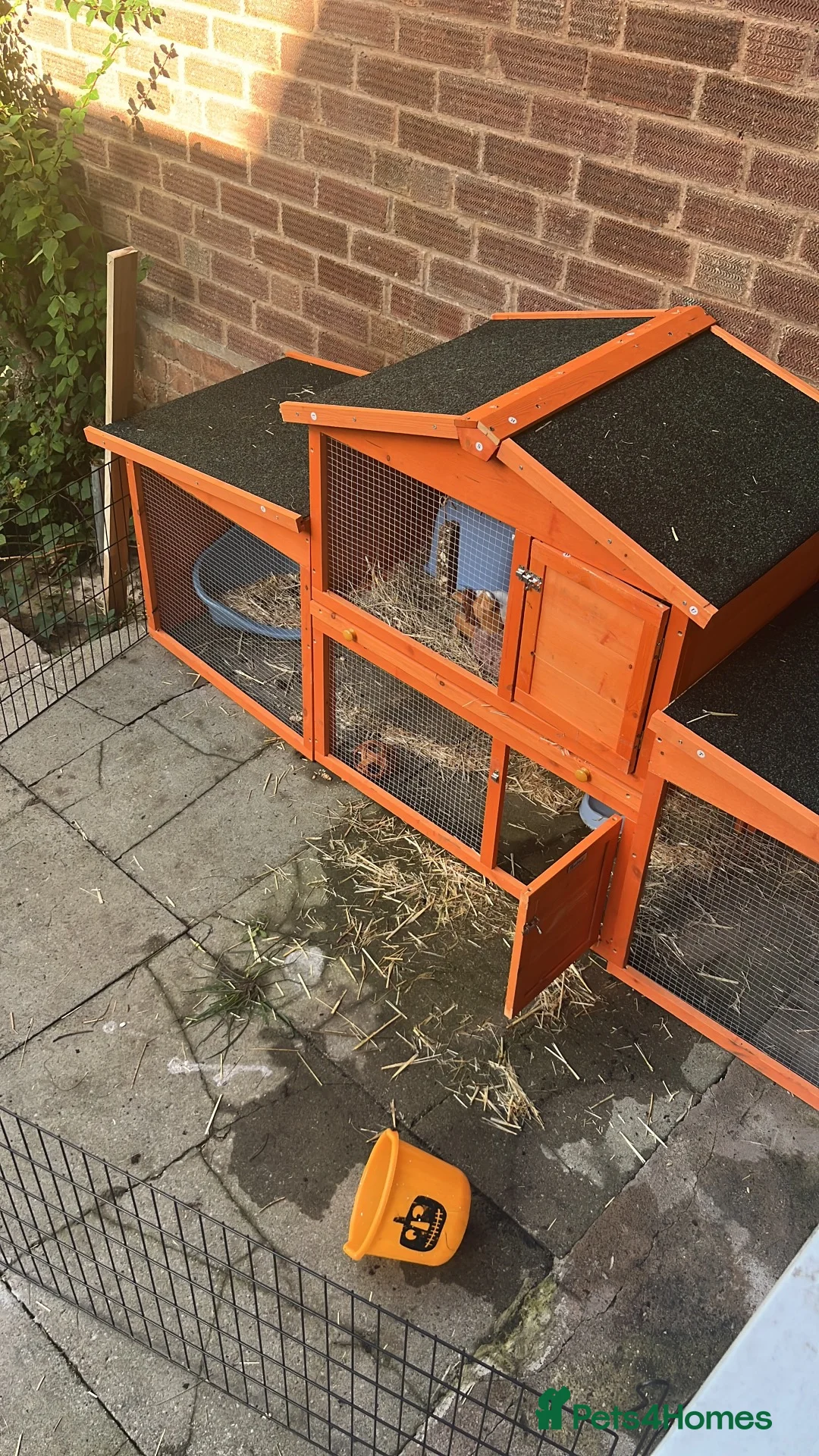 English Lop rabbits for sale: Brown Male Lop Rabbit + Rabbit Home + Food etc in Birmingham - Advert 2