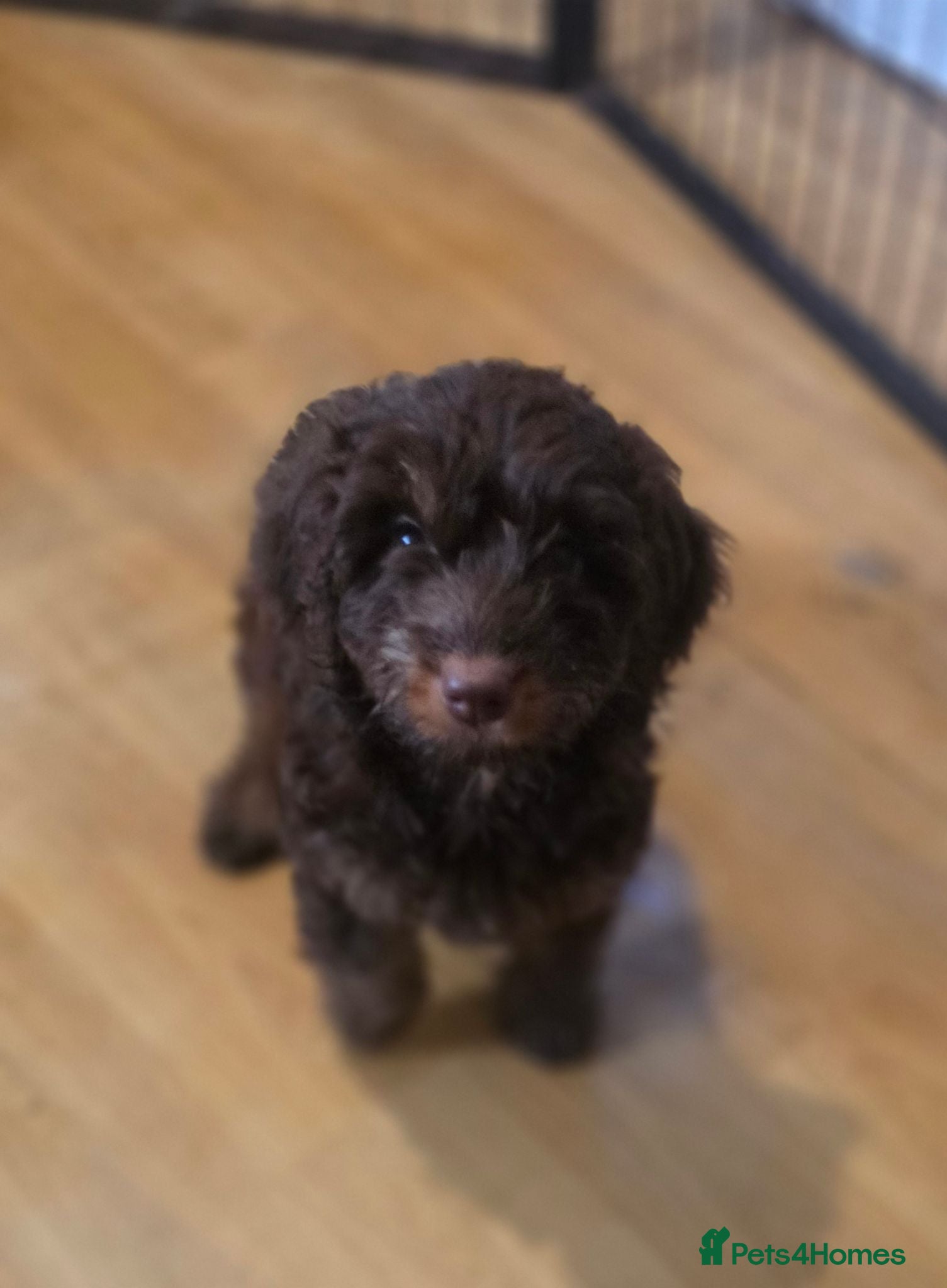 Cockapoo dogs Stunning F1 Cockapoo female  - Advert 1