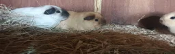 Guinea Pig rodents for sale: Californian guinea pigs males and females  in Skelmersdale - Advert 5