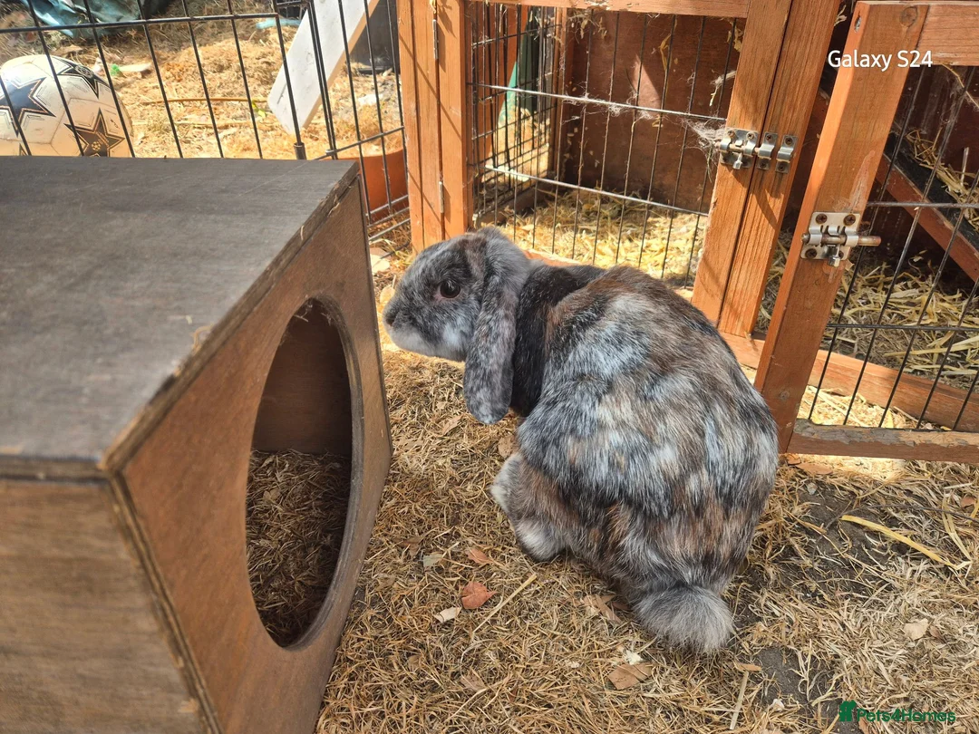 Mixed Breed rabbits for sale: Lovely male lop - Advert 2