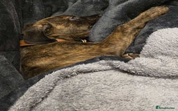 Mixed Breed dogs for sale: ROXY CUTE FAMILY DOG - Image 2