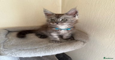 Maine Coon cats - Advert 13