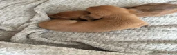 Miniature Dachshund dogs for sale: Kc registered mini dachshunds puppies 🐶  - Advert 8