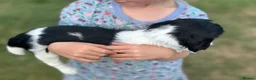 English Springer Spaniel dogs for sale: KC registered family friendly Springer Spaniels - Advert 11