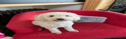Cavapoo dogs for sale: Two sister cavapoos looking for forever home - Advert 7