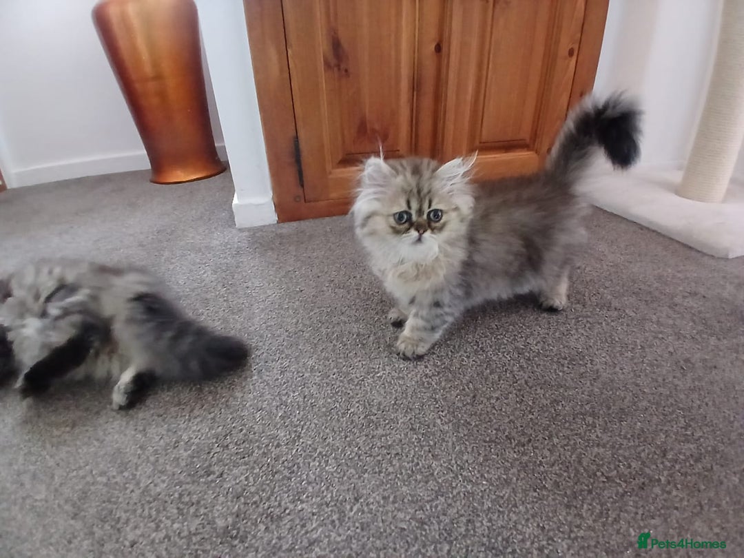 Persian cats for sale: Pedigree Registerd kitten - Image 6