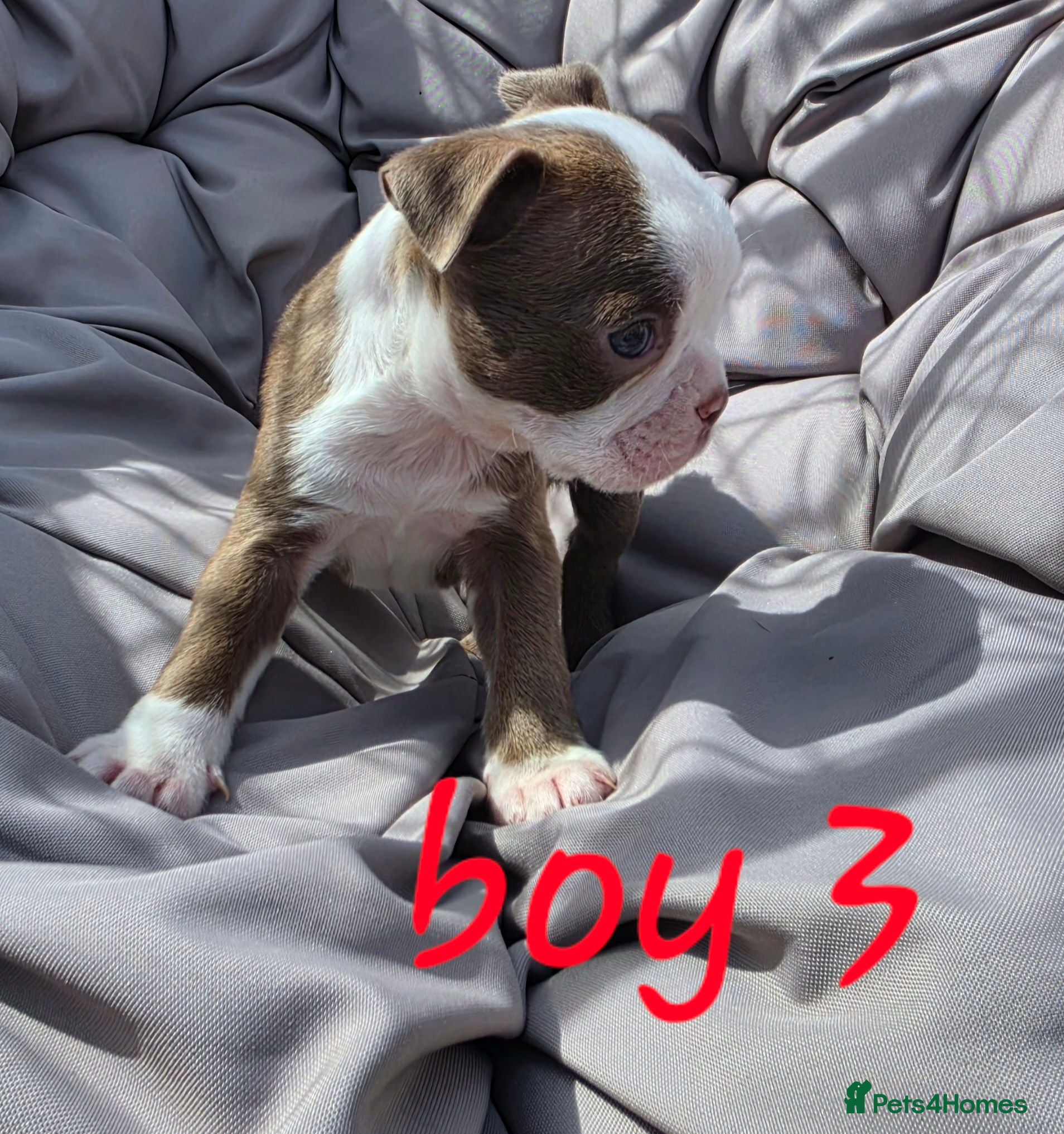 Boston Terrier dogs 1 beautiful boy ready now!  - Advert 5