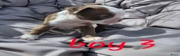 Boston Terrier dogs for sale: Beautiful baby bostons  - Advert 12