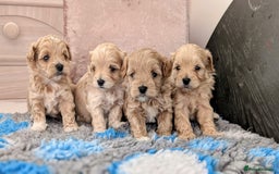 Maltipoo dogs for sale: Petite Maltipoos fully genetic health tested  - Image 4