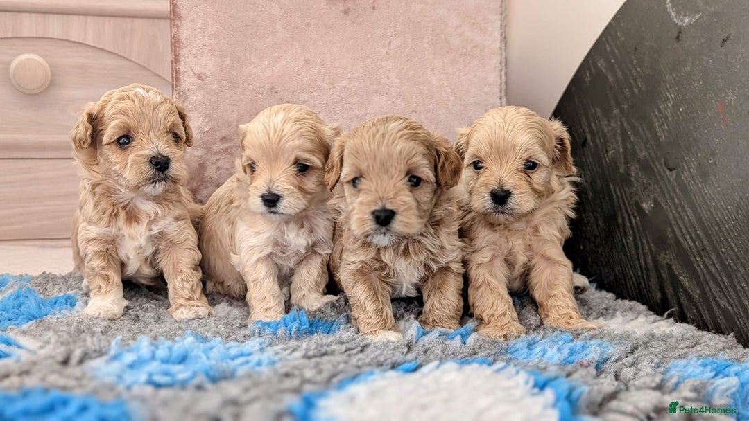 Maltipoo dogs for sale: Petite Maltipoos fully genetic health tested  - Image 4
