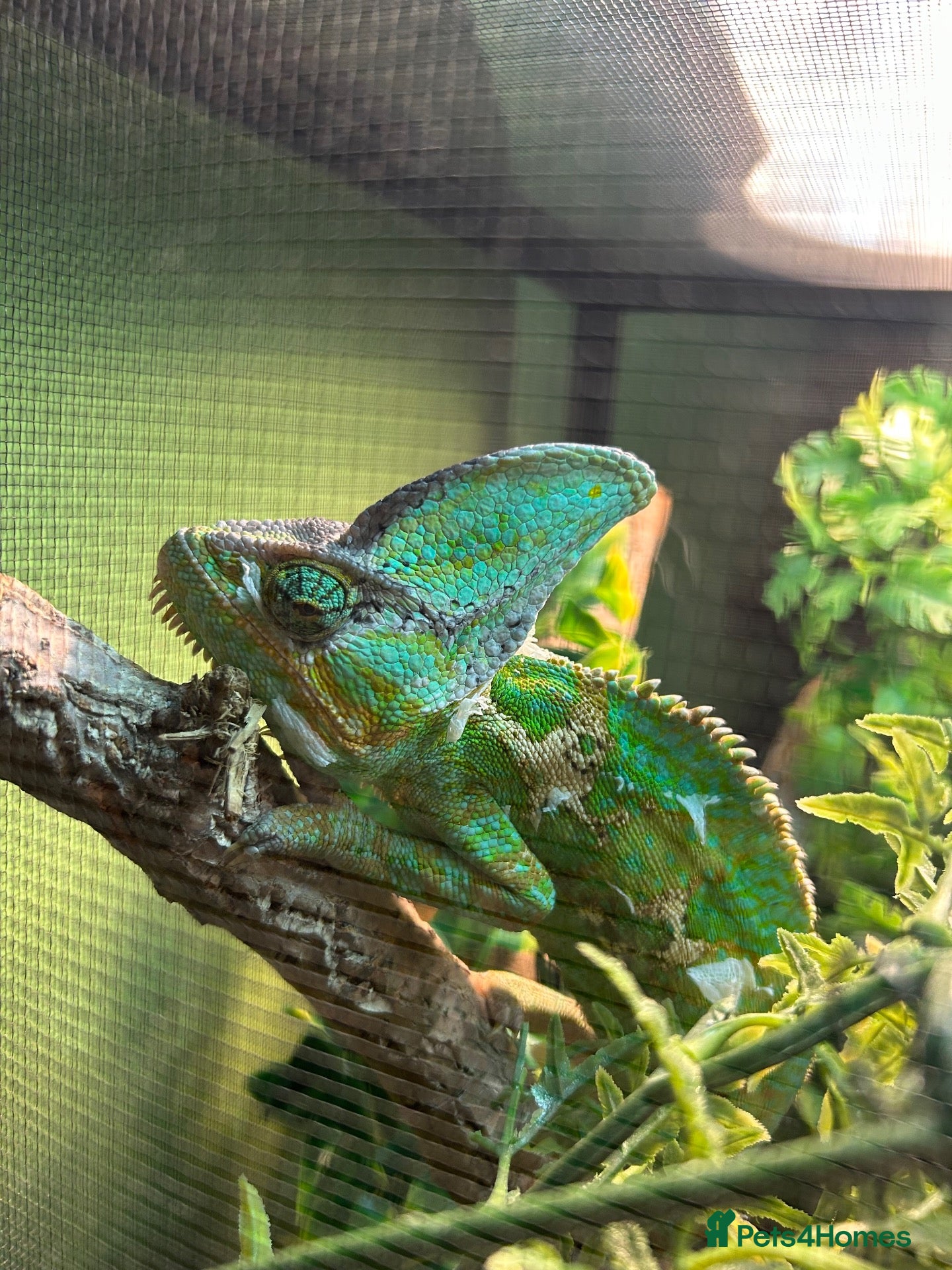 Chameleon reptiles Veiled (Yemen) Chameleon - Advert 4