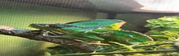 Chameleon reptiles for sale: Veiled (Yemen) Chameleon in Wellingborough - Advert 1