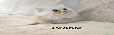 Pebble 