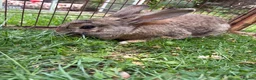 Mixed Breed rabbits for sale: Male rabbit  - Advert 2