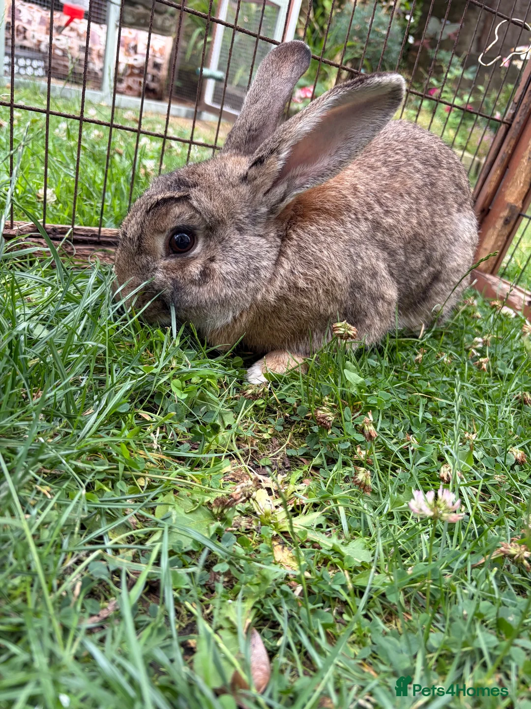 Mixed Breed rabbits for sale: Male rabbit  - Advert 2