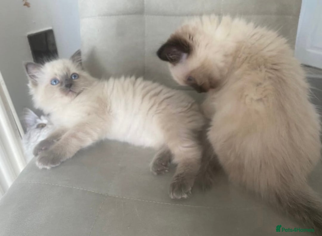 Ragdoll cats for sale: Ragdoll kittens - Image 4