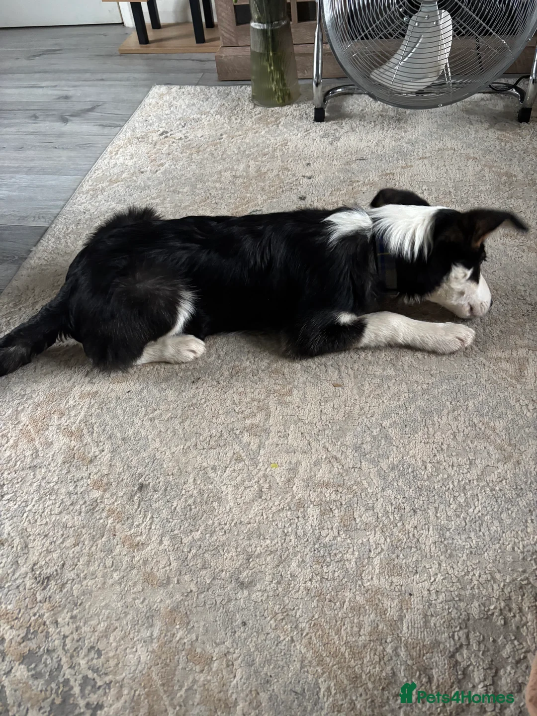 Border Collie dogs for sale: Male border collie  - Advert 4